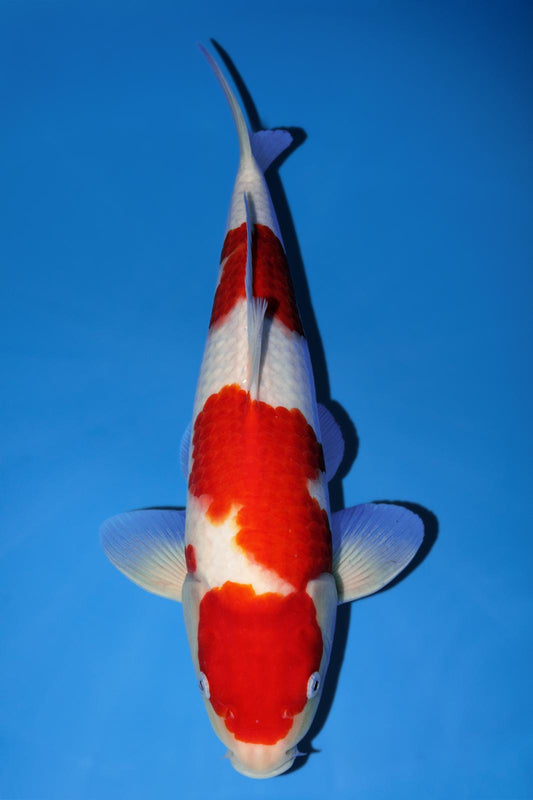 Momotaro Kohaku 40cm