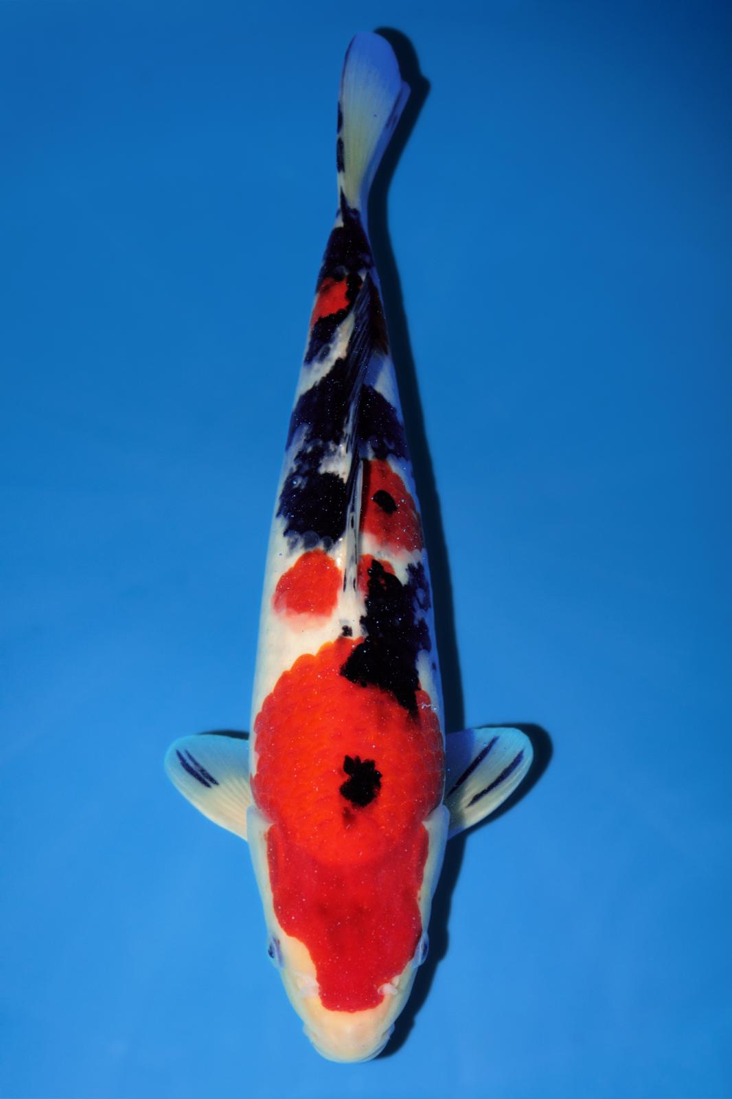 Momotaro Sanke 38cm