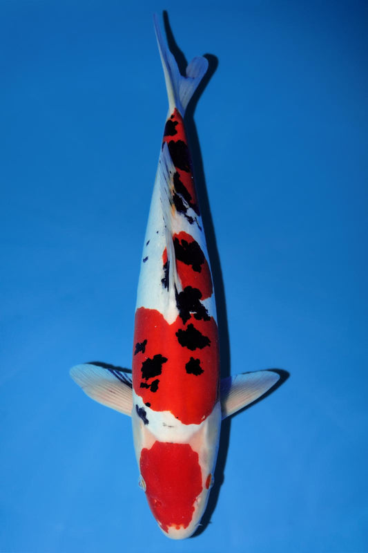 Yagenji Sanke Doitsu Maruten 47cm