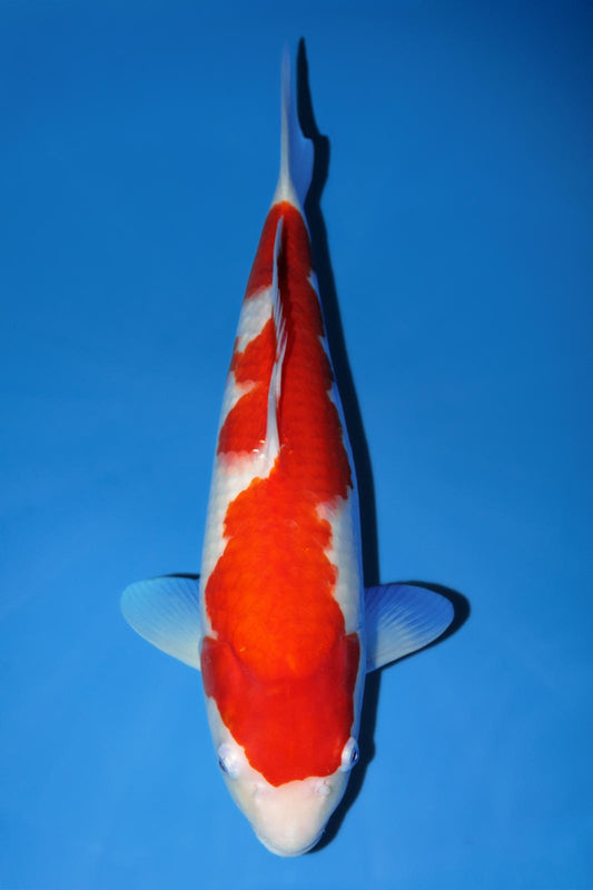 Momotaro Kohaku 42cm