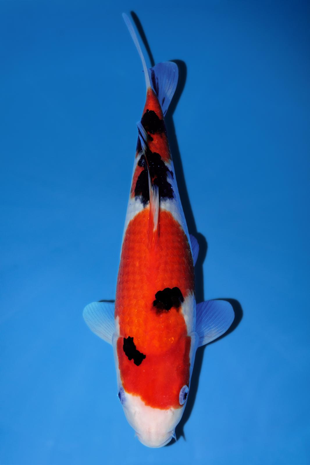 Momotaro Sanke 32cm
