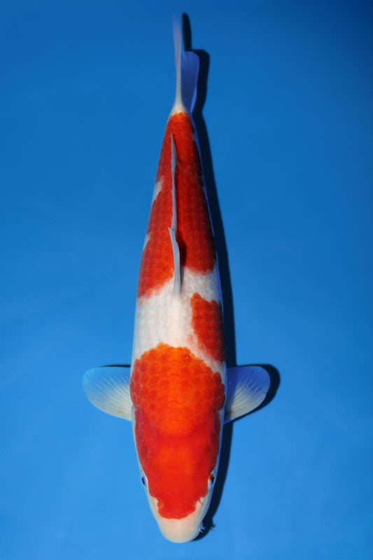 Momotaro Kohaku 35cm