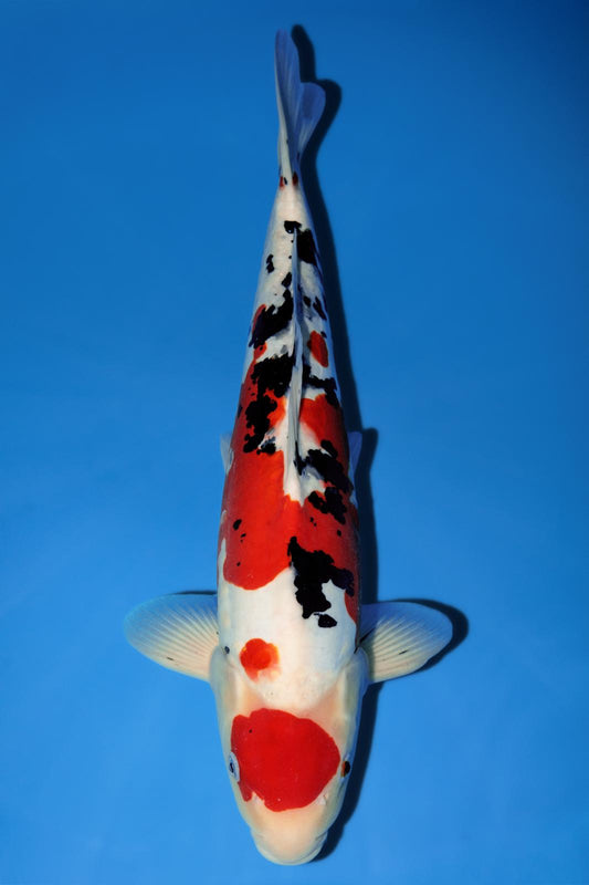 Yagenji Sanke Doitsu Maruten 48cm