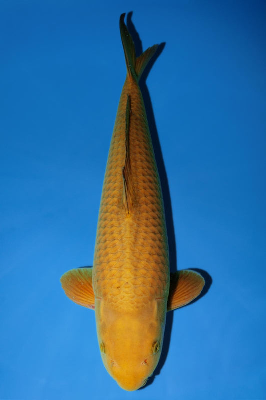 Hirasawa Chagoi 52cm