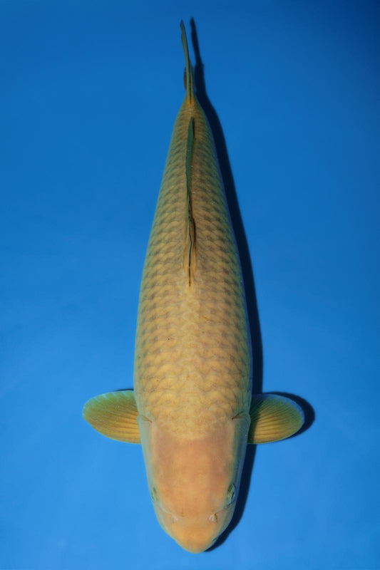 Hirasawa Chagoi 53cm