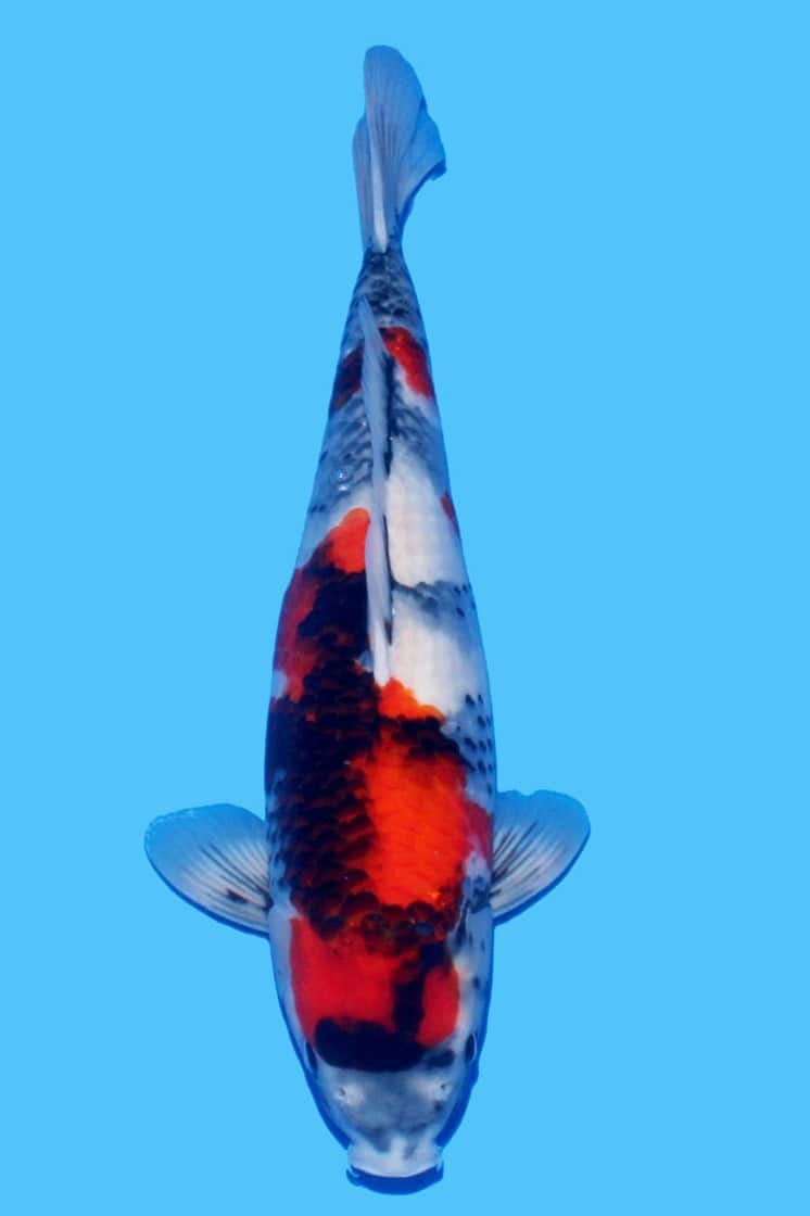 Tamaura -  Showa 48cm
