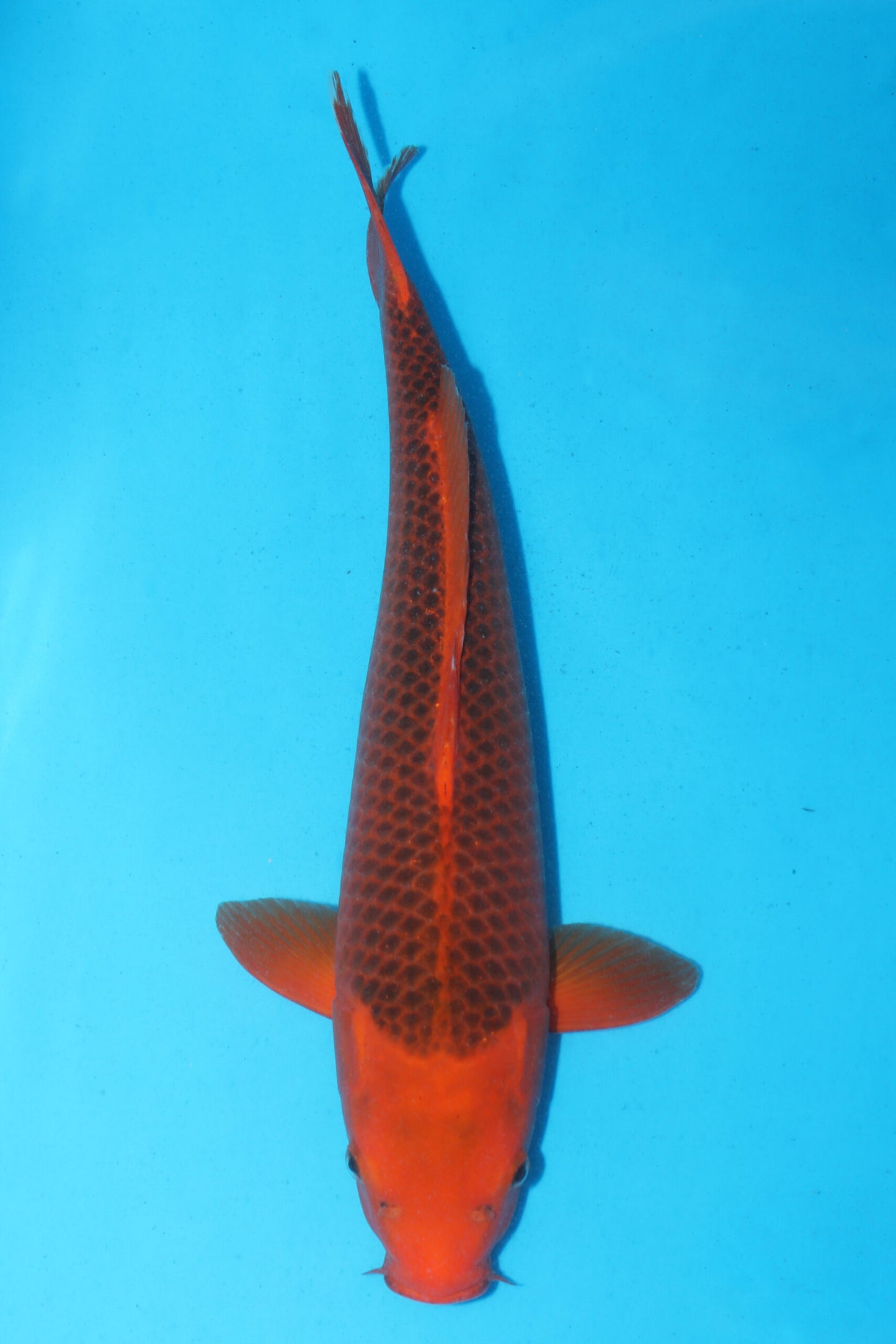 Marusei -  Aka Matsuba 48cm